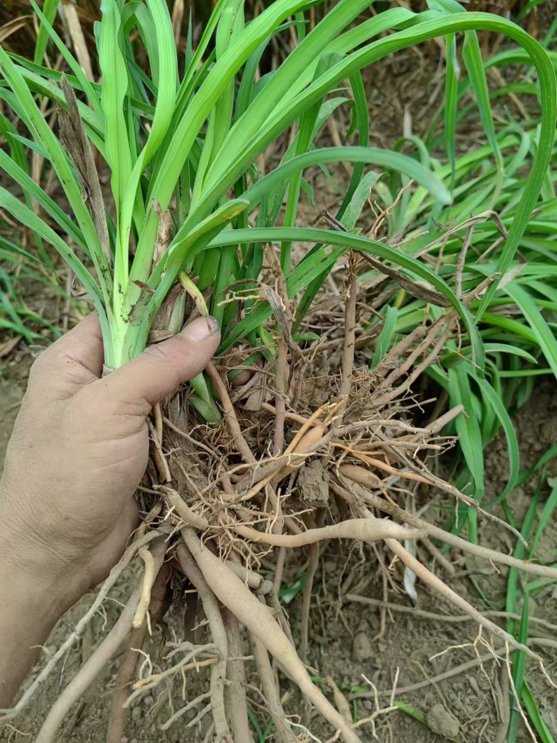 黄花菜苗（优质黄花菜种苗）现挖现发