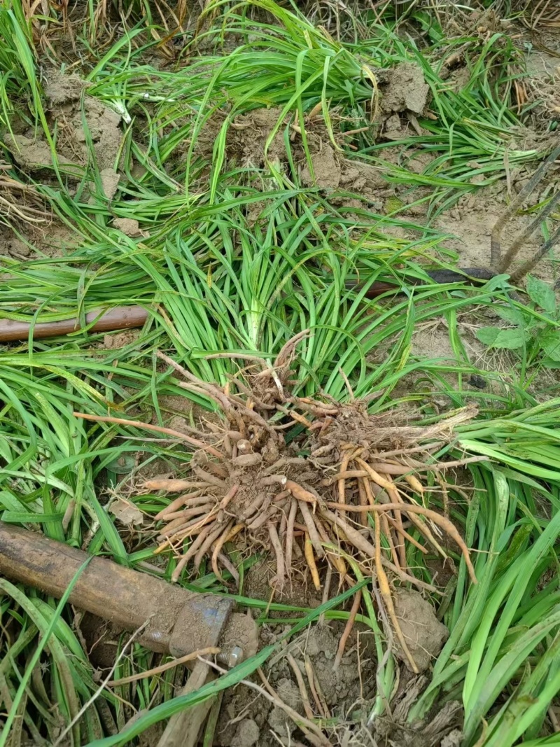 黄花菜苗（优质黄花菜种苗）现挖现发
