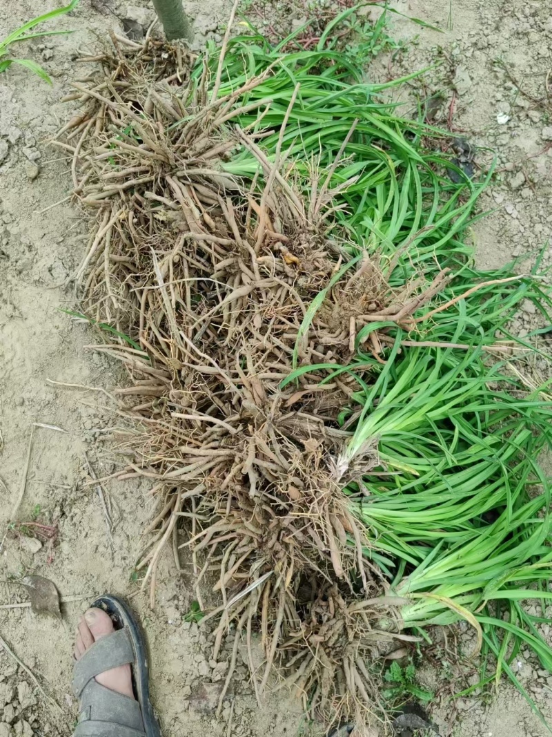 黄花菜苗（优质黄花菜种苗）现挖现发