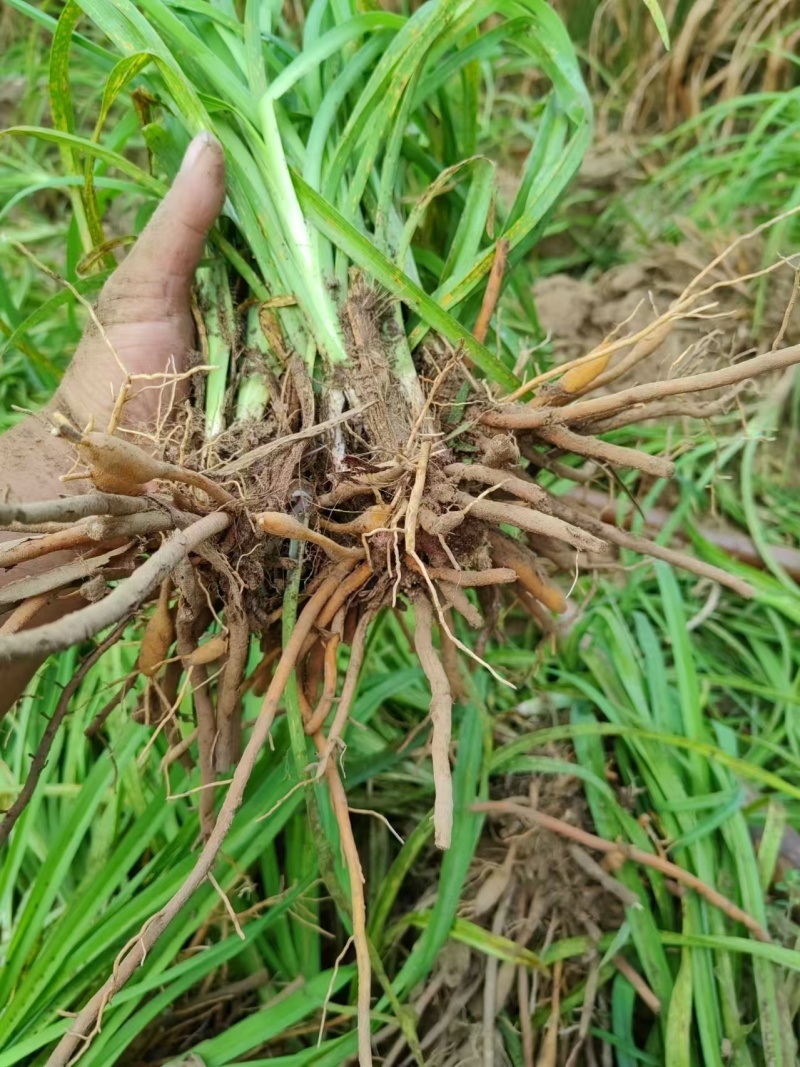 黄花菜苗（优质黄花菜种苗）现挖现发