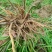 黄花菜苗（优质黄花菜种苗）现挖现发