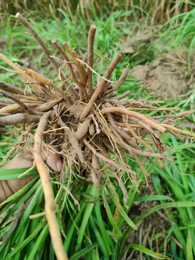 黄花菜苗（优质黄花菜种苗）现挖现发