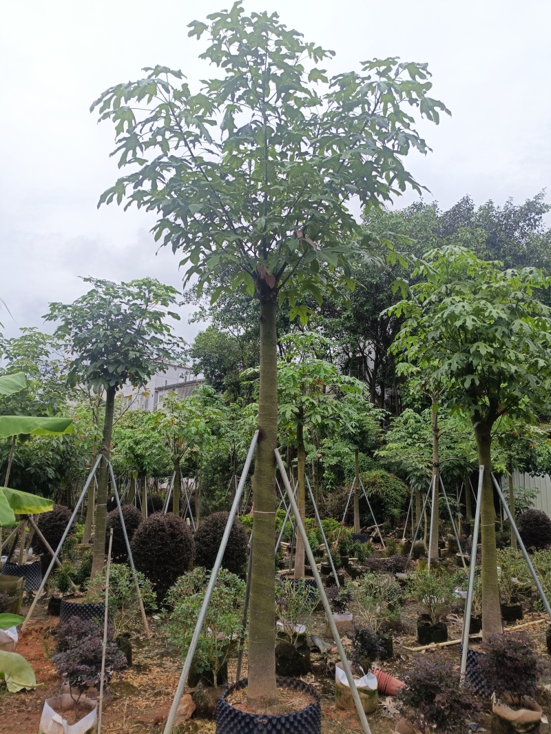 12澳洲火焰木