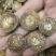 化州橘红雪花片满天星一件代发批发价
