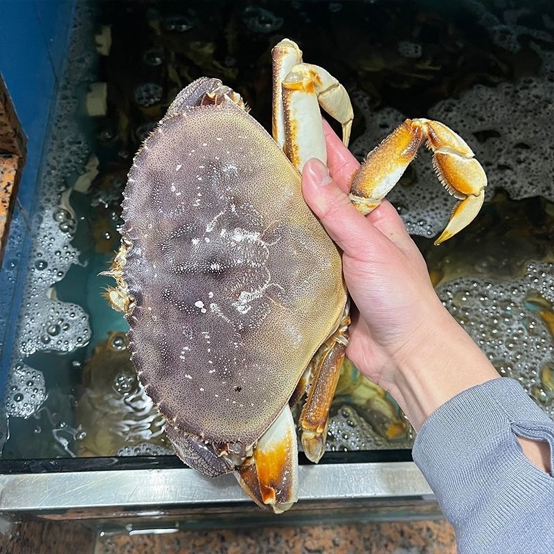 鲜冻珍宝蟹珍宝蟹质量保证规格齐全欢迎广大老板洽谈合作
