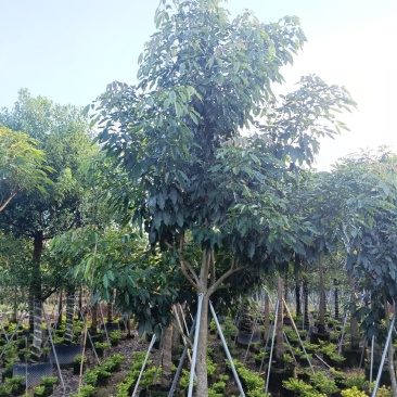 5-10紫花绣球风铃木