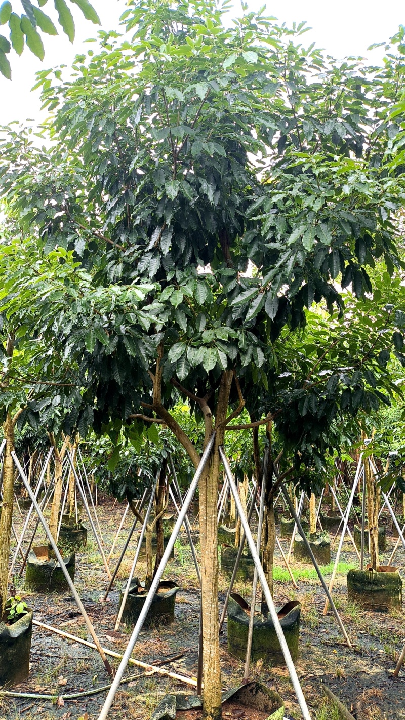 5-10紫花绣球风铃木