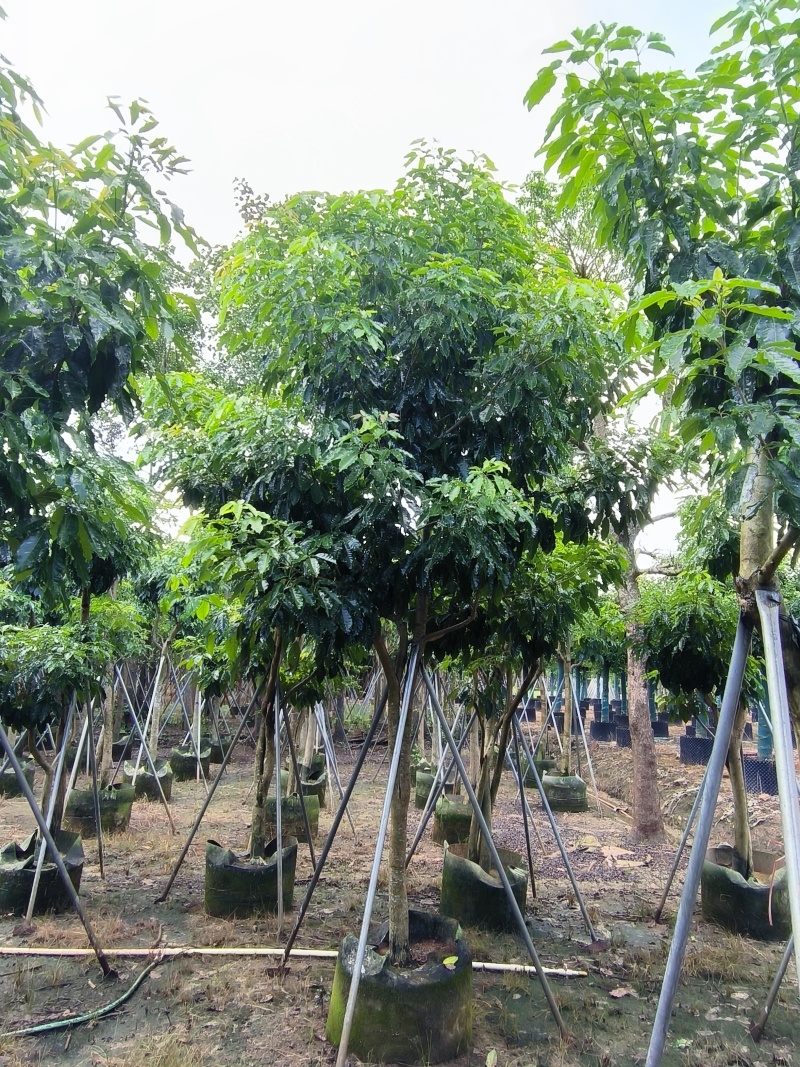 5-10紫花绣球风铃木