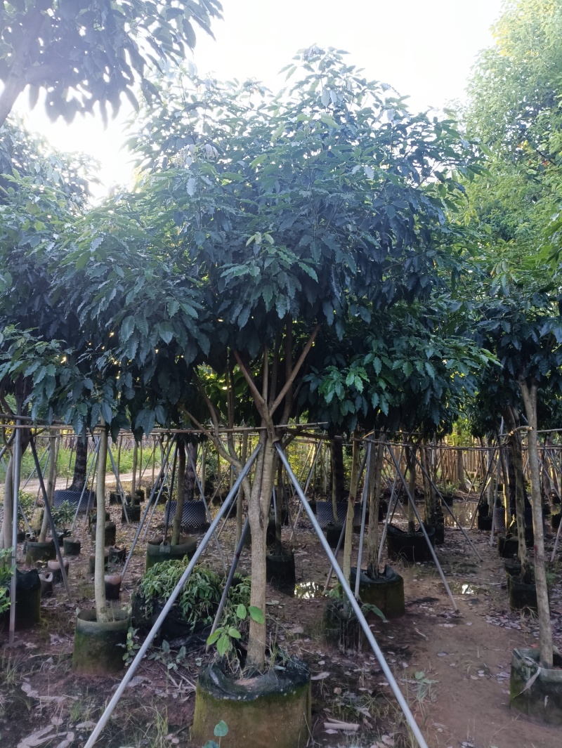 5-10紫花绣球风铃木