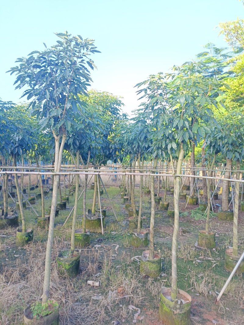 5-10紫花绣球风铃木