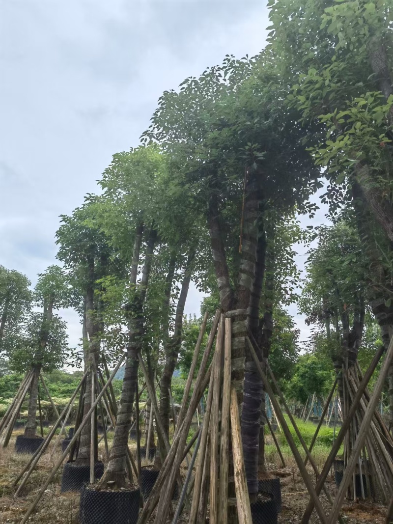 15-20香樟