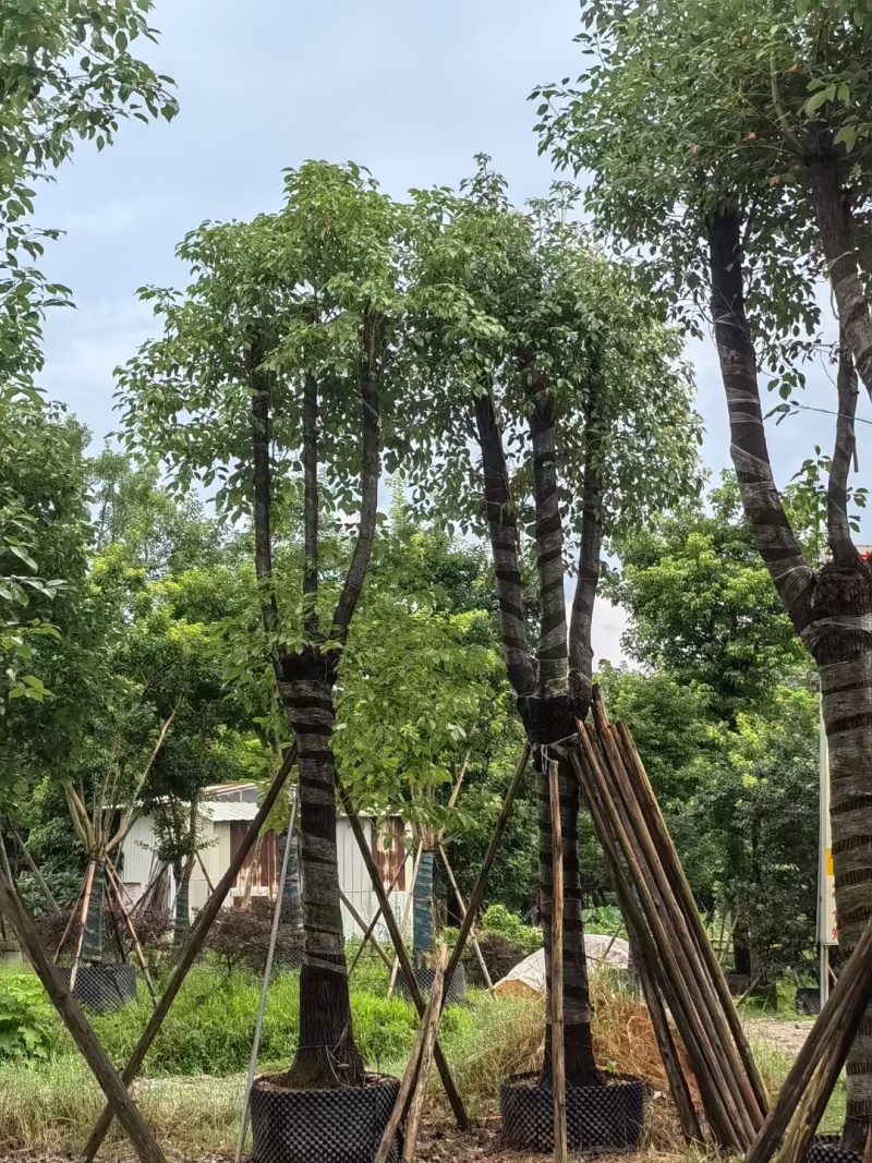 15-20香樟