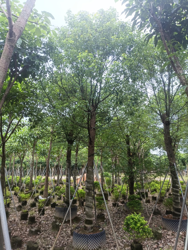 15-20香樟