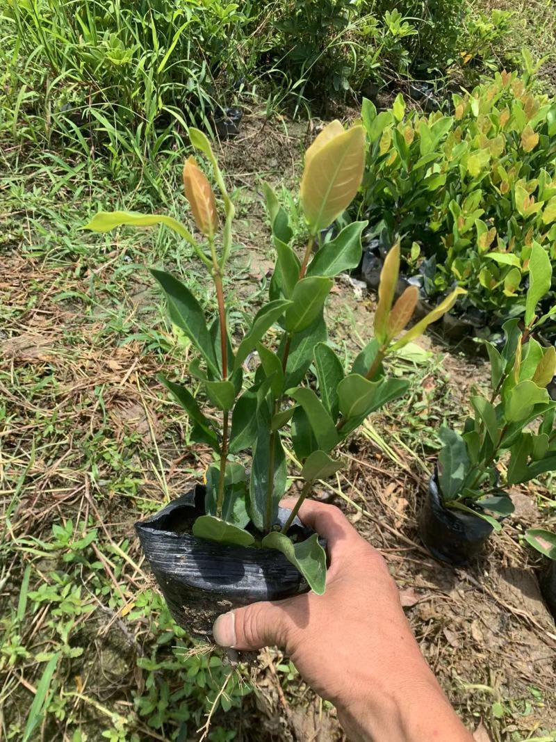 龙船花