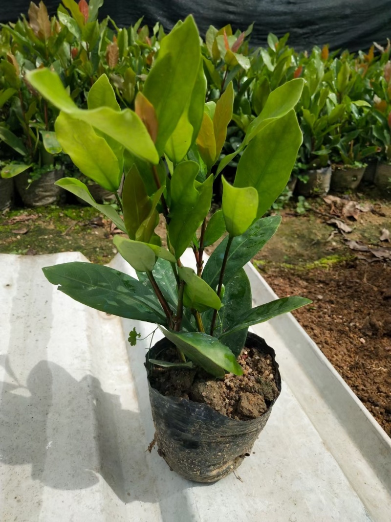 龙船花