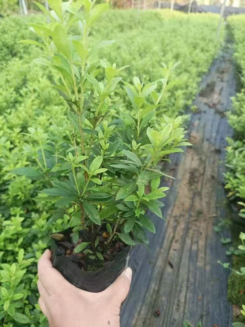 毛杜鹃