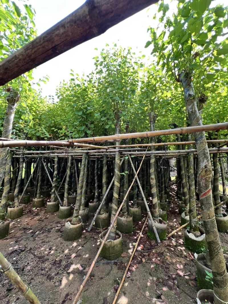 宫粉紫荆