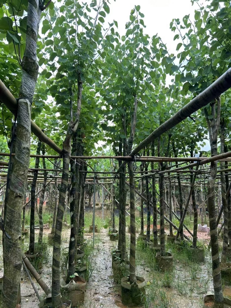 宫粉紫荆