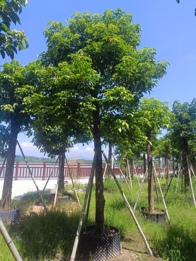 4-30秋枫