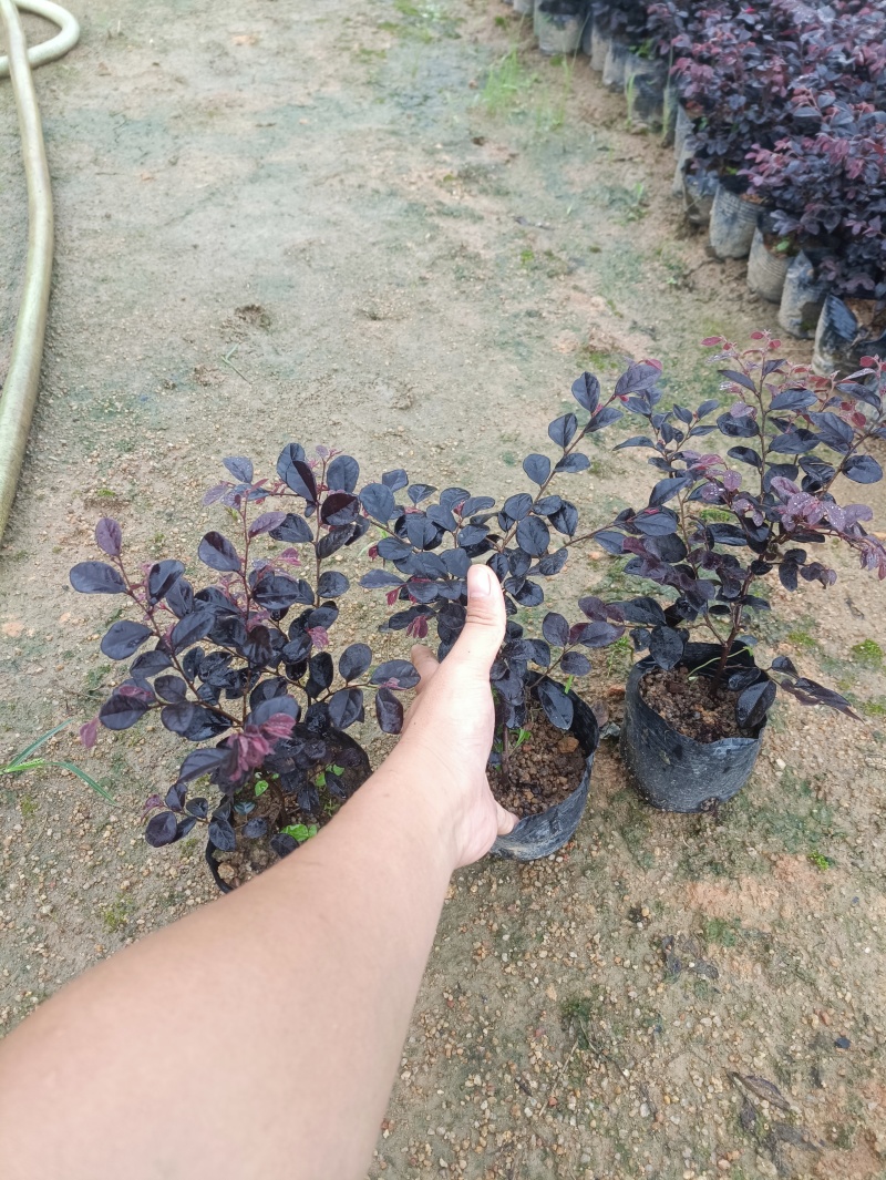 20-120红继木