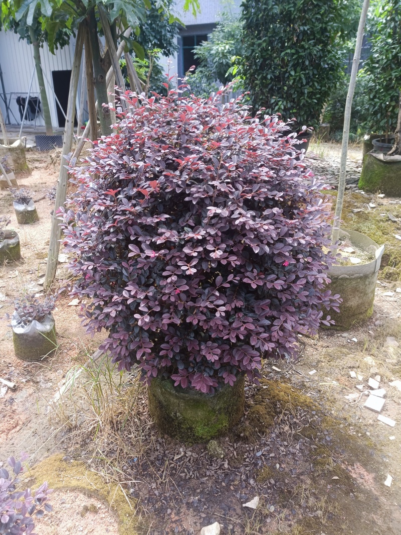20-120红继木