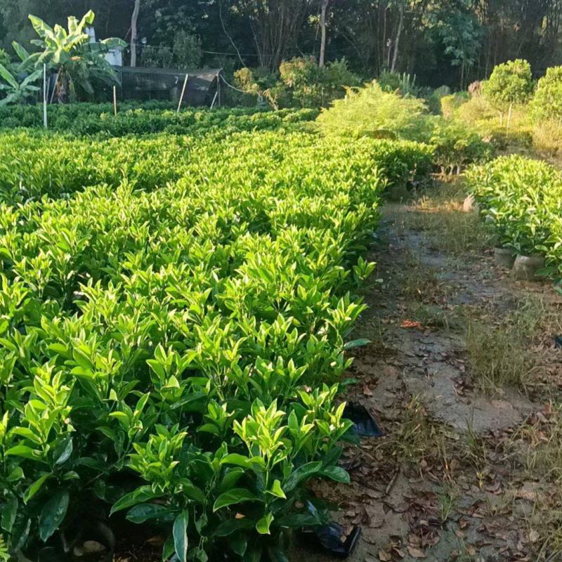 20-150非洲茉莉