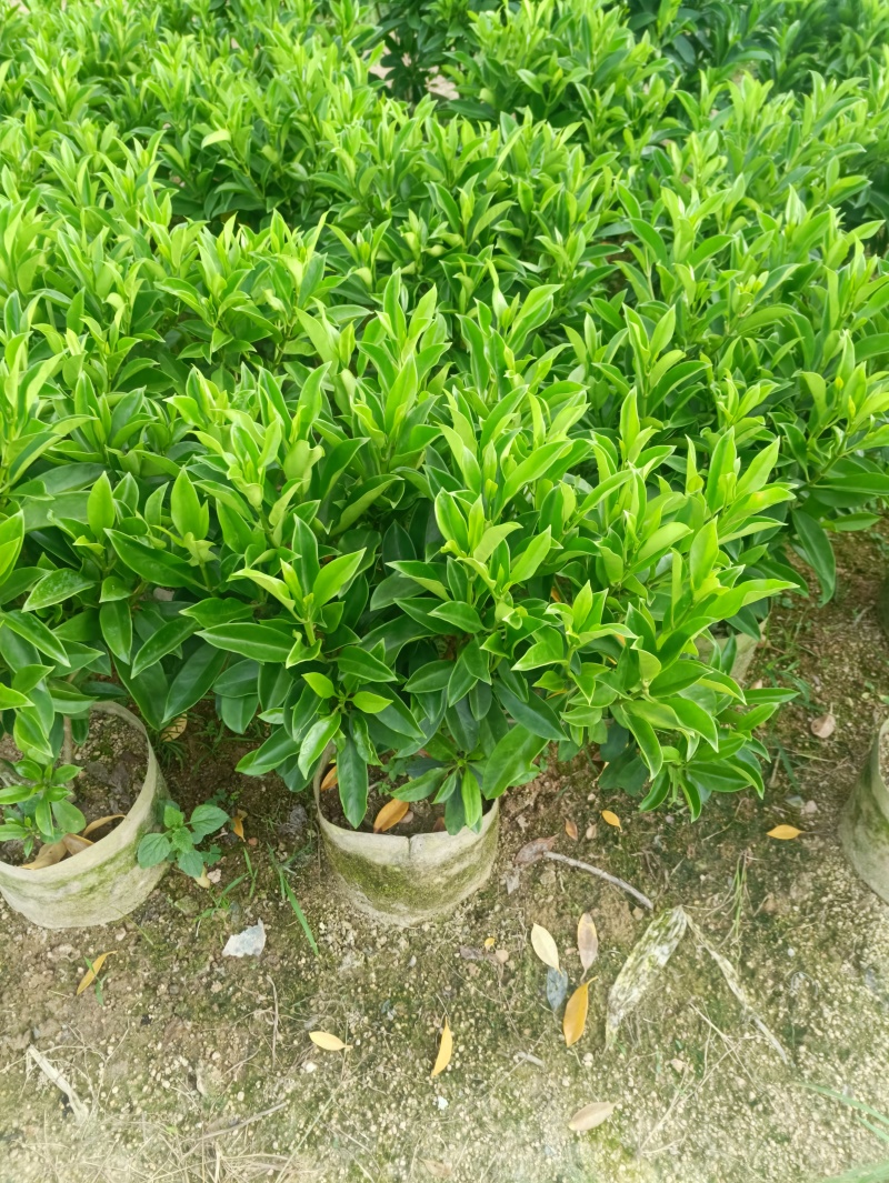 20-150非洲茉莉