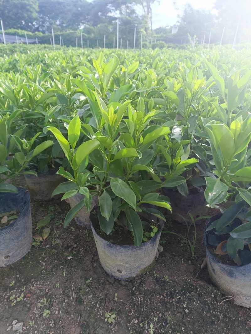 20-150非洲茉莉