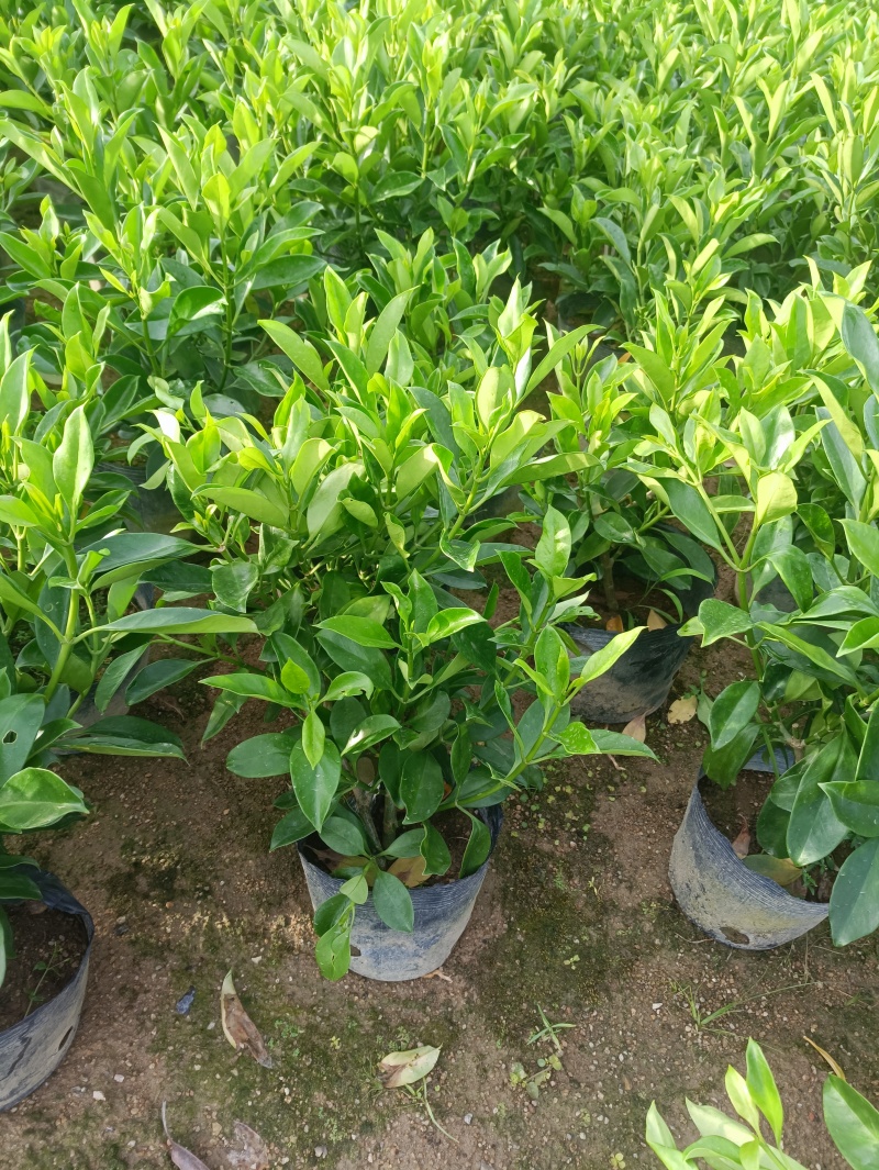 20-150非洲茉莉