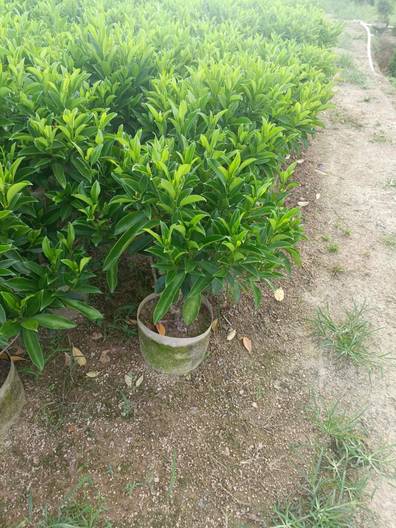 20-150非洲茉莉