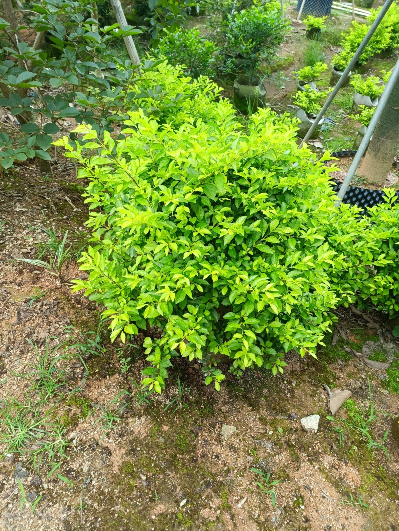 20-80黄金叶