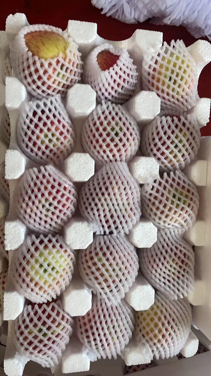 云南昭通红露苹果