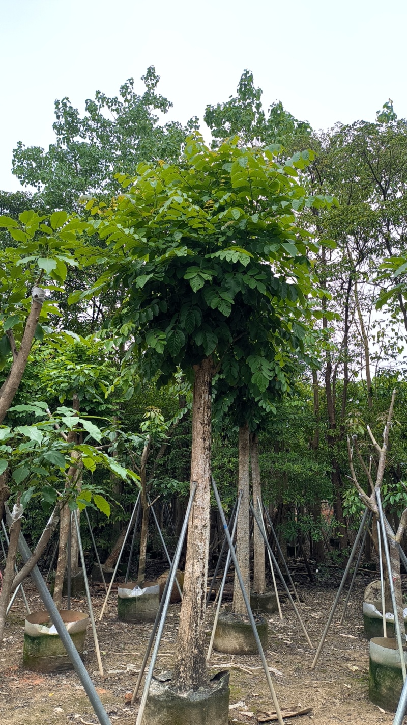 4-20火焰木