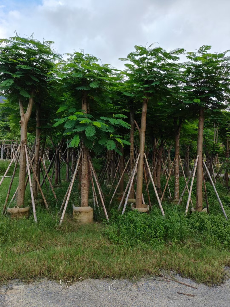4-30凤凰木