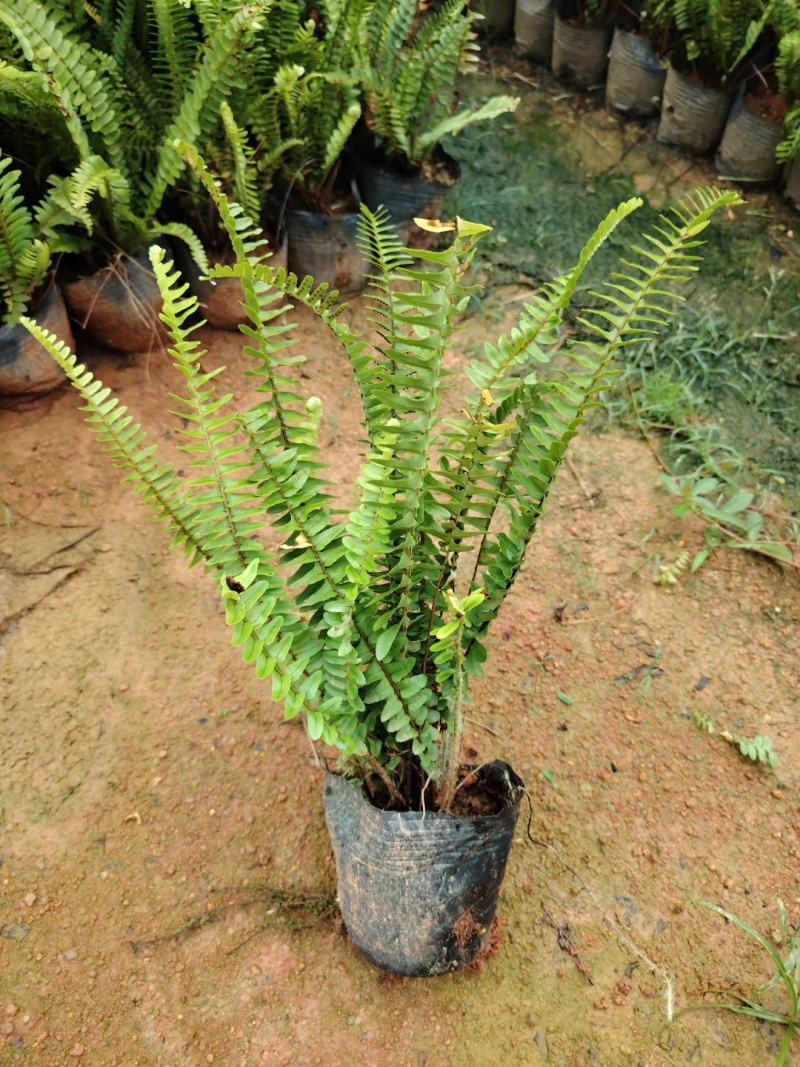 3斤-7斤肾蕨