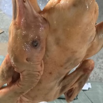 地道东北大鹅，黄皮红肉的，保质保量