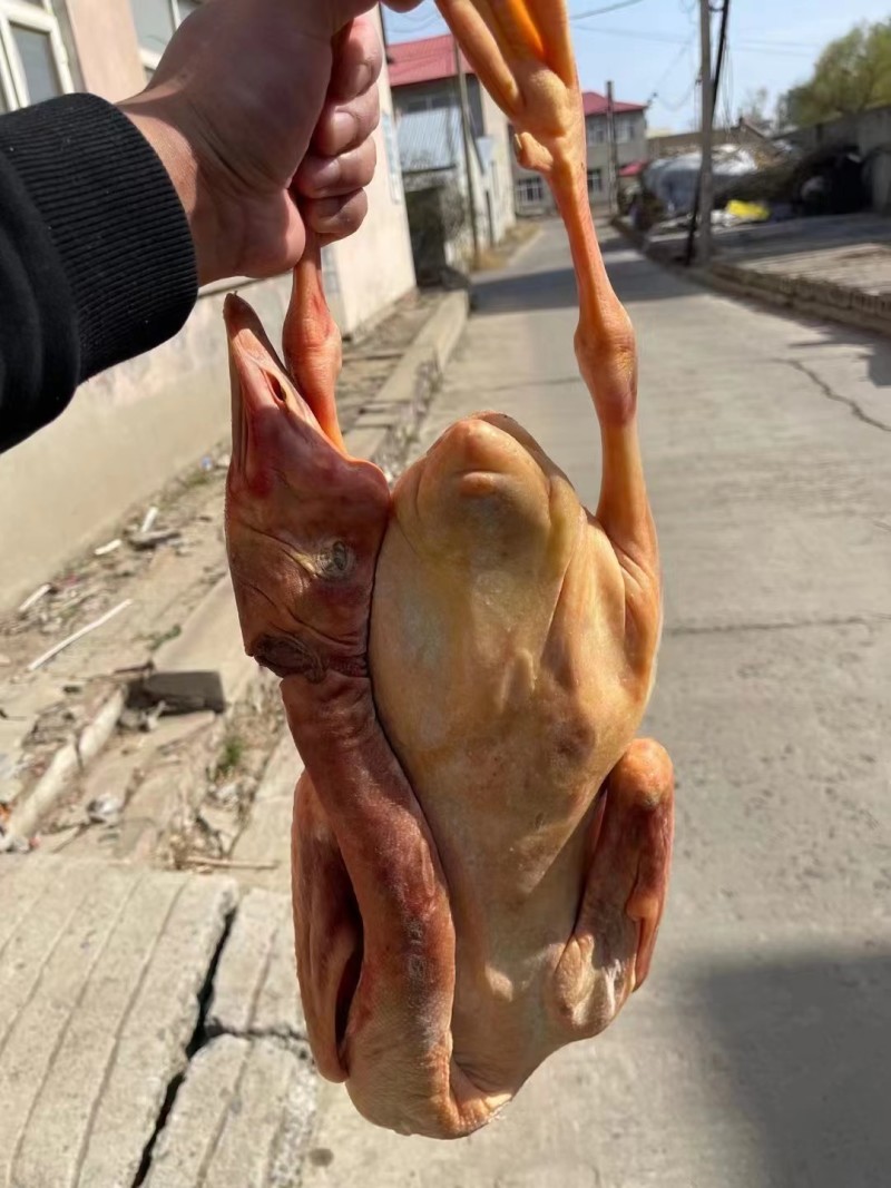 地道东北大鹅，黄皮红肉的，保质保量