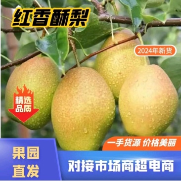 3山西省运城市红香酥梨价优量大