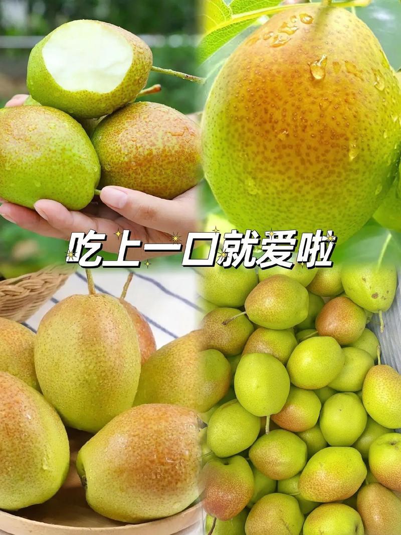 3山西省运城市红香酥梨价优量大