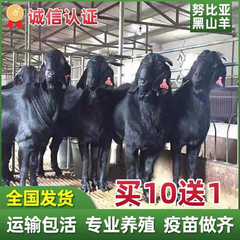 【十送一】纯种努比亚黑山羊小羊苗怀孕母羊种公羊活体羊苗