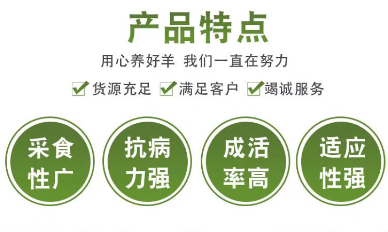 【十送一】纯种努比亚黑山羊小羊苗怀孕母羊种公羊活体羊苗