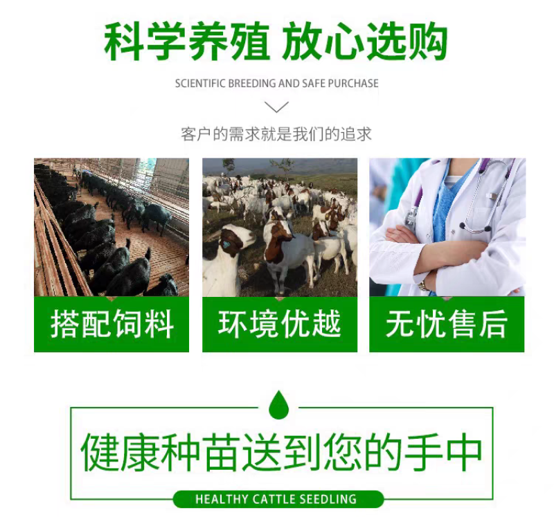 【十送一】纯种努比亚黑山羊小羊苗怀孕母羊种公羊活体羊苗