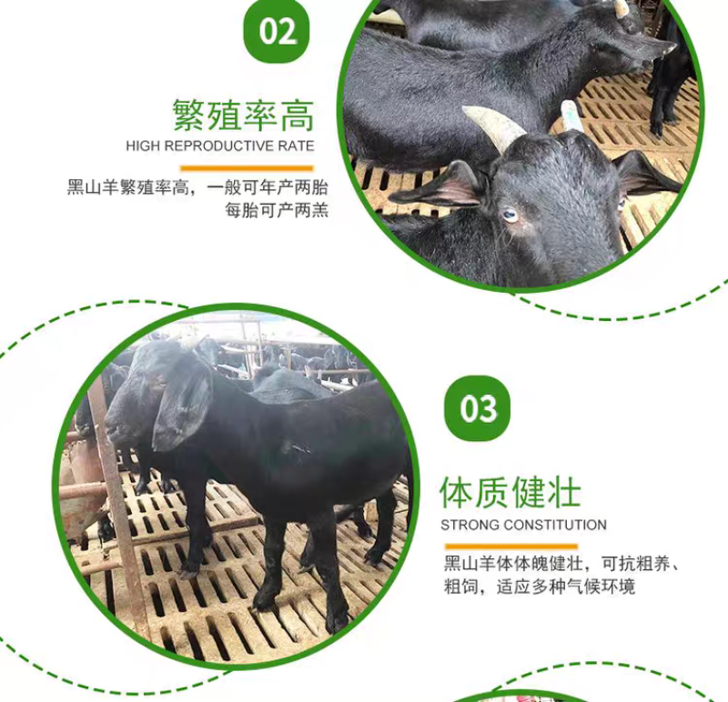 【十送一】纯种努比亚黑山羊小羊苗怀孕母羊种公羊活体羊苗