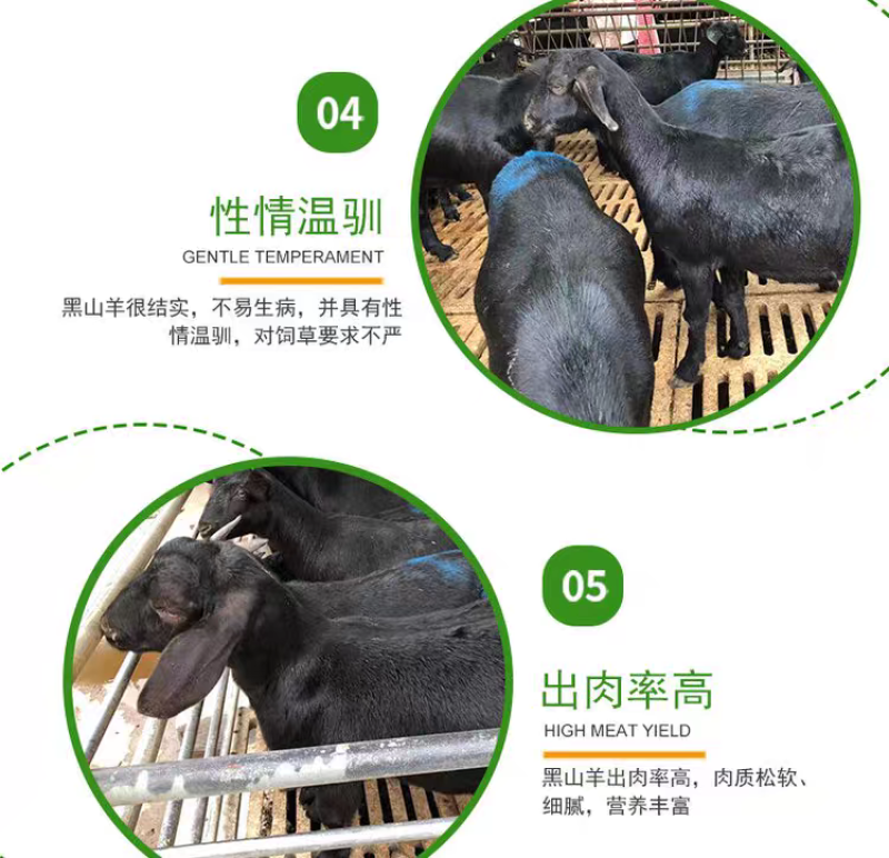 【十送一】纯种努比亚黑山羊小羊苗怀孕母羊种公羊活体羊苗