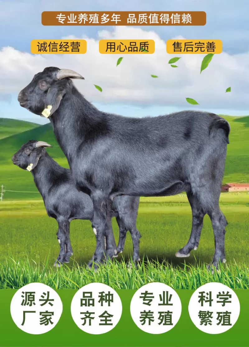 【十送一】纯种努比亚黑山羊小羊苗怀孕母羊种公羊活体羊苗