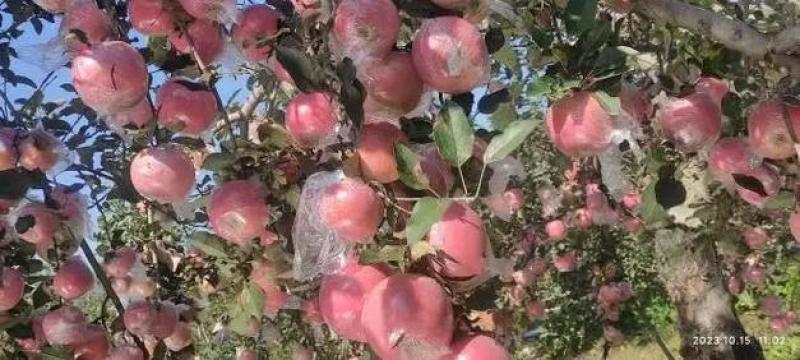 3山西省运城市冰糖心苹果价优量大，欢迎来电咨询