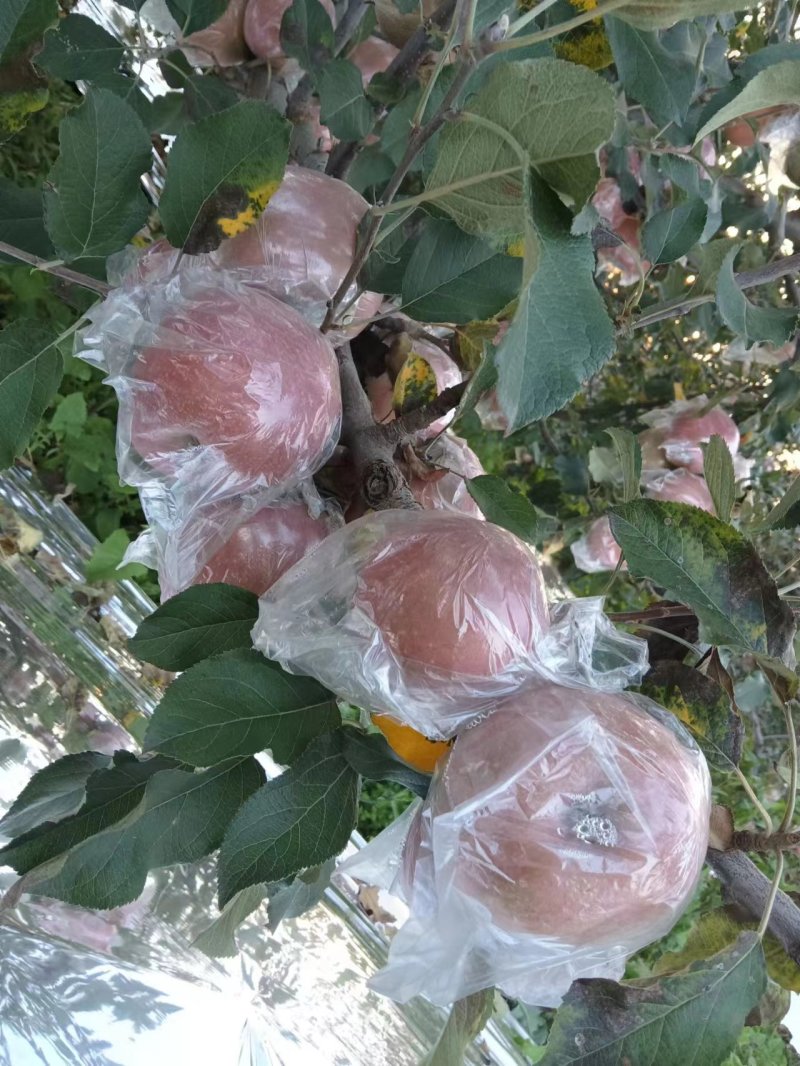3山西省运城市冰糖心苹果价优量大，欢迎来电咨询
