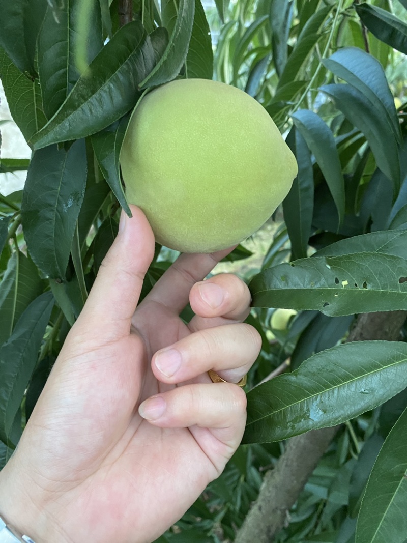 东海青桃青脆桃大青桃
