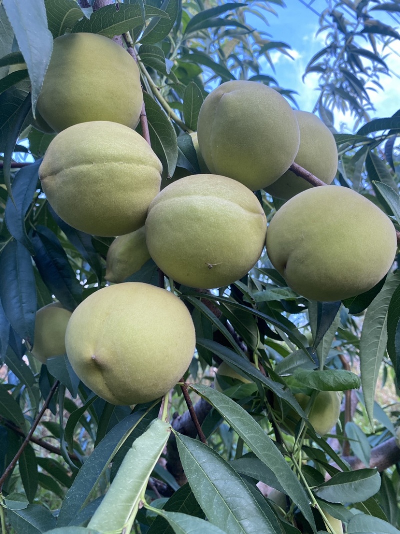 东海青桃青脆桃大青桃