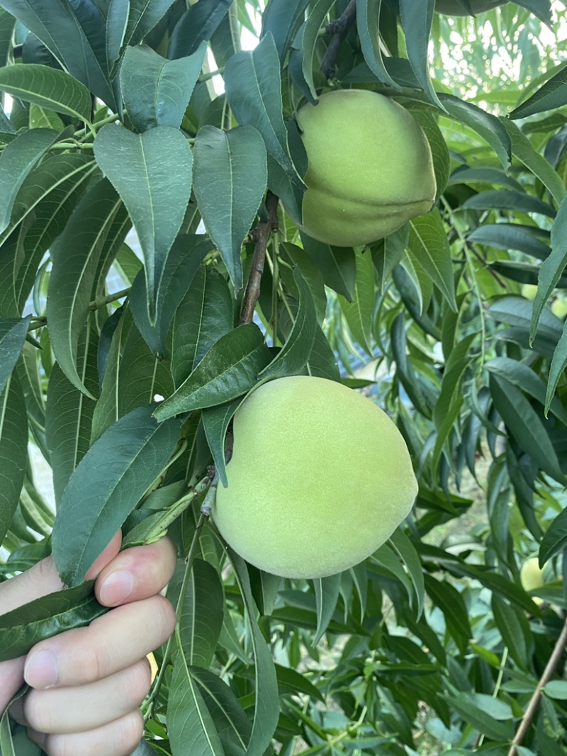 东海青桃青脆桃大青桃